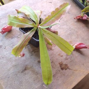 Nepenthes mira wing x (viking x rafflesiana)