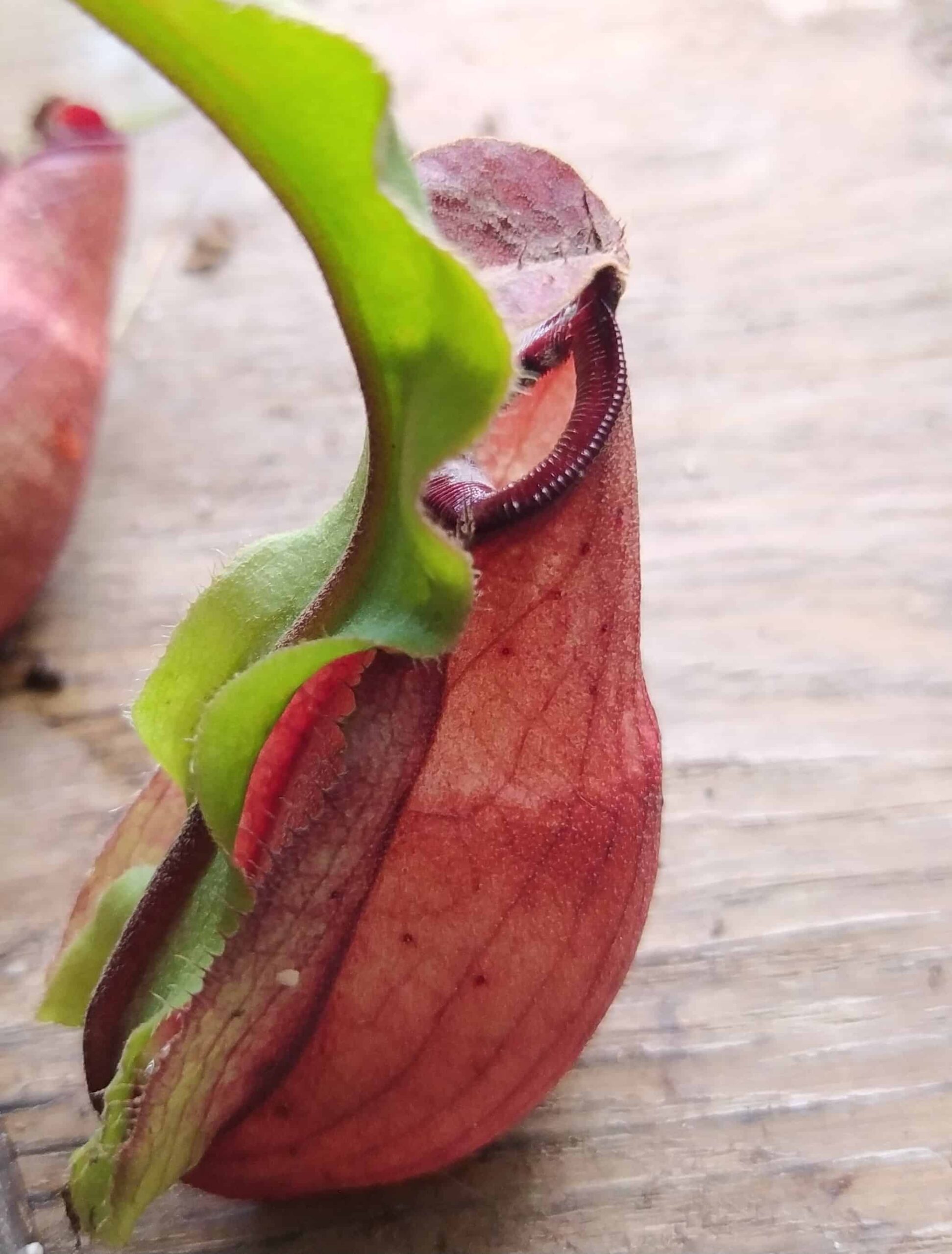 Nepenthes mira wing x (viking x rafflesiana)