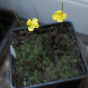 Utricularia subulata 20 semen