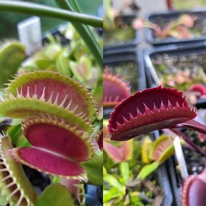 Dionaea muscipula Bloody Shark x Red sawtooth 15 semen