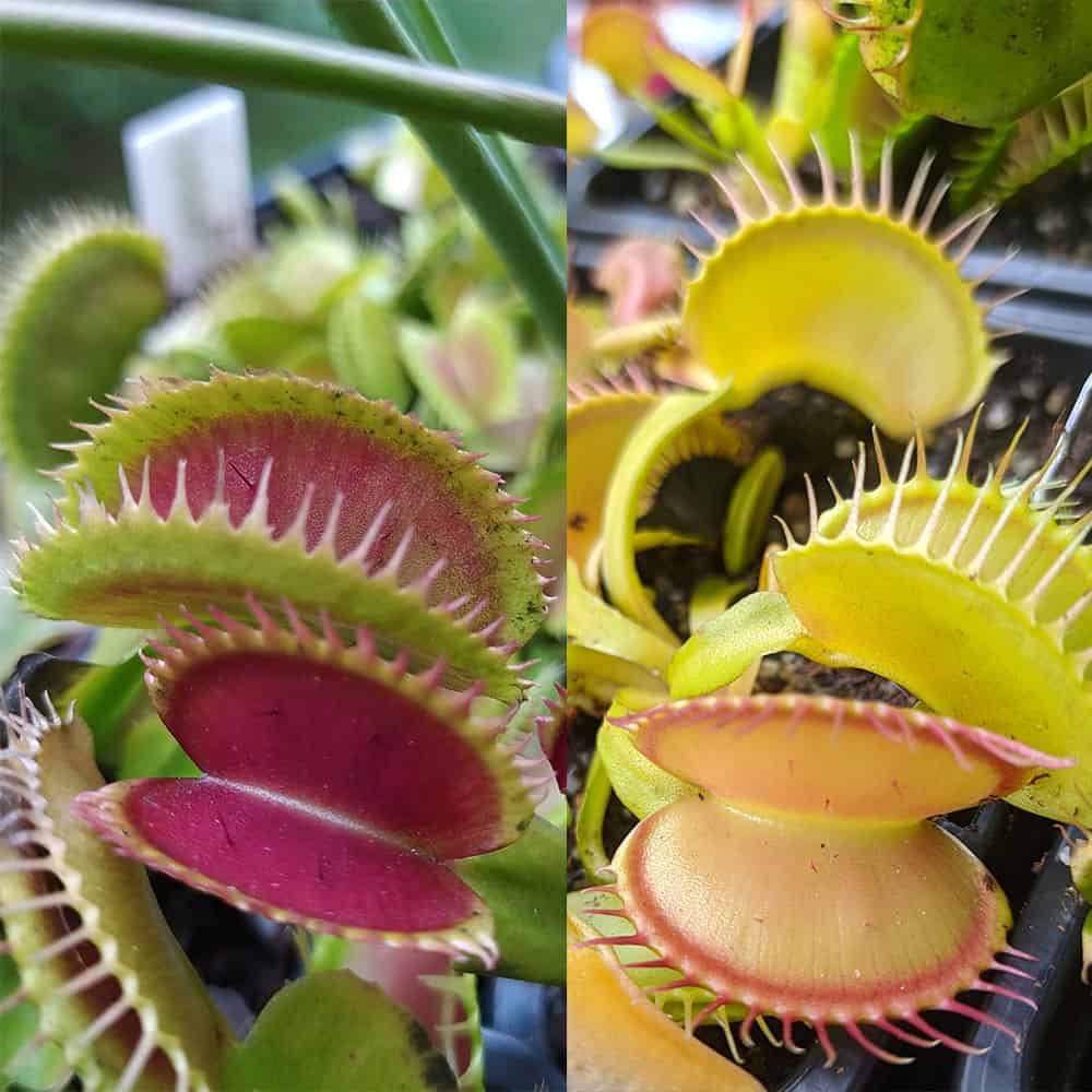 Dionaea muscipula Bloody Shark x Žlutá A 15 semen