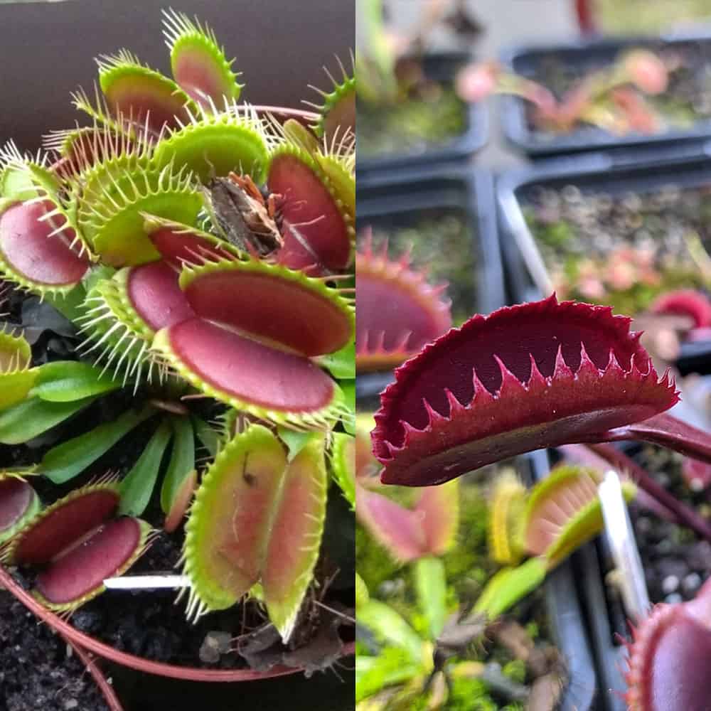 Dionaea muscipula Červená robustní klon A x Red sawtooth 15 semen