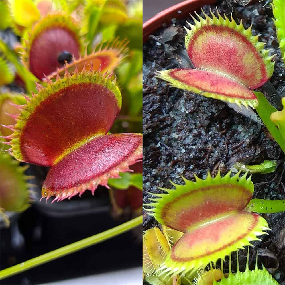 Dionaea muscipula Dentate traps C x Supernova 15 semen