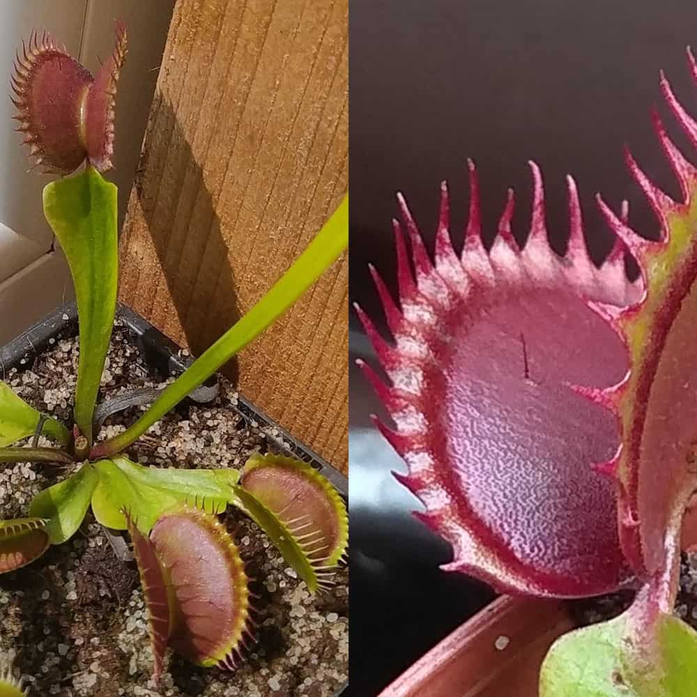 Dionaea muscipula Dingley Giant x Dracula 15 semen