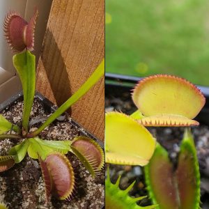 Dionaea muscipula Dingley Giant x Feather Tooth 15 semen