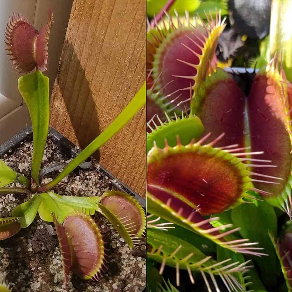 Dionaea muscipula Dingley Giant x VČS 15 semen