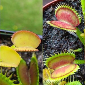 Dionaea muscipula Feather Tooth x Supernova 15 semen