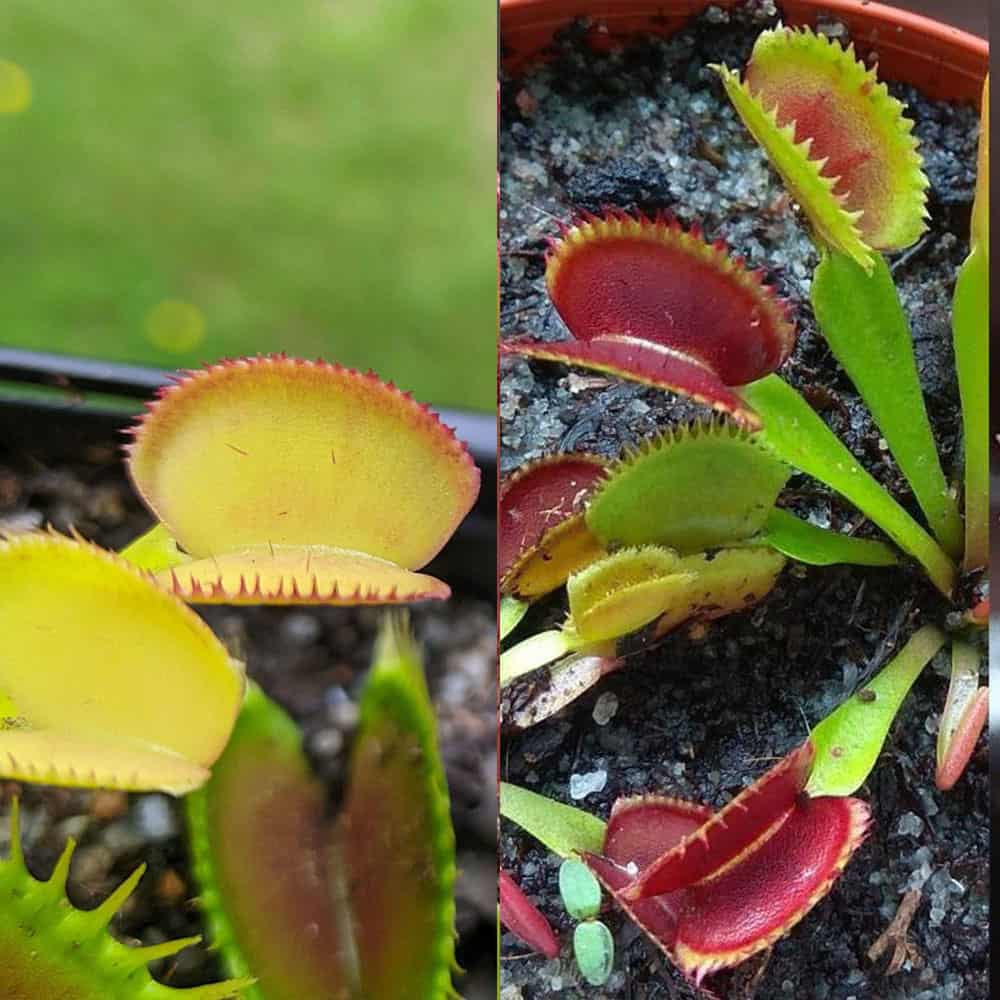 Dionaea muscipula Feather Tooth x Vitiligo 15 semen