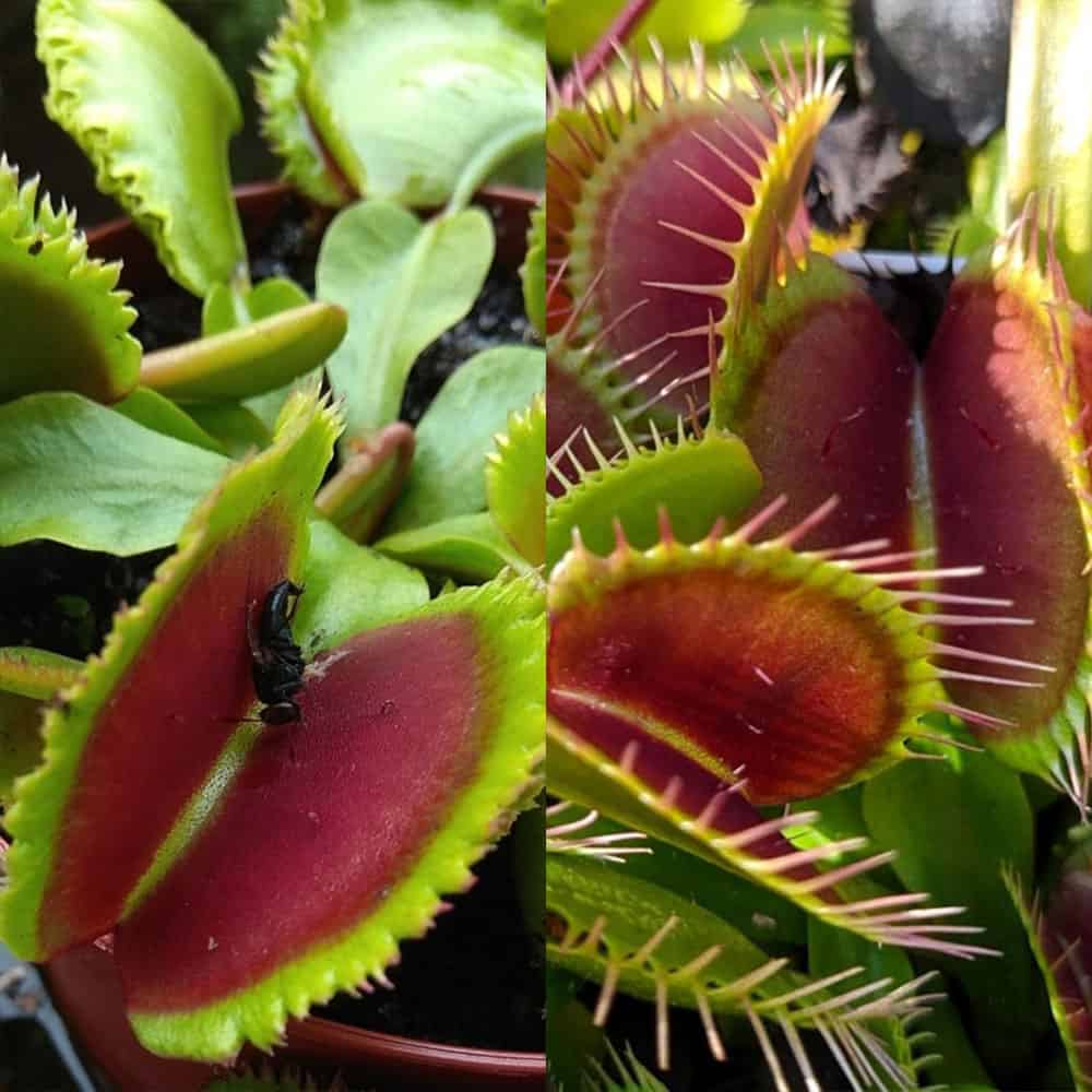 Dionaea muscipula Giant clam x VČS 15 semen