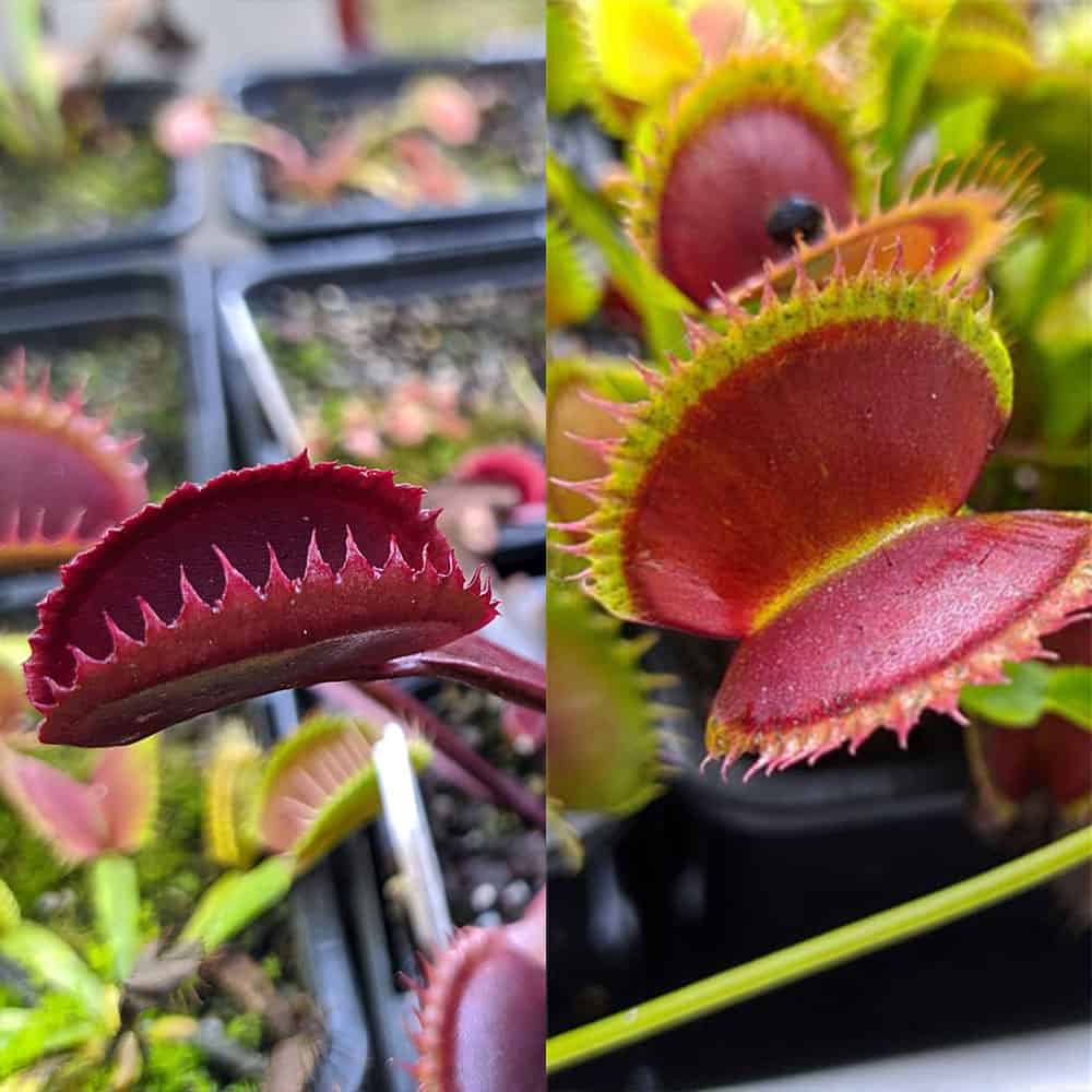 Dionaea muscipula Red sawtooth x Dentate traps C 15 semen