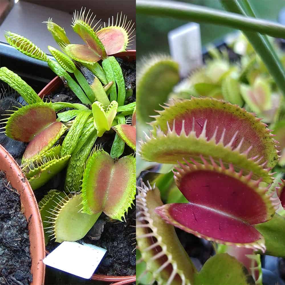 Dionaea muscipula Schuppenstiel I x Bloody Shark 15 semen