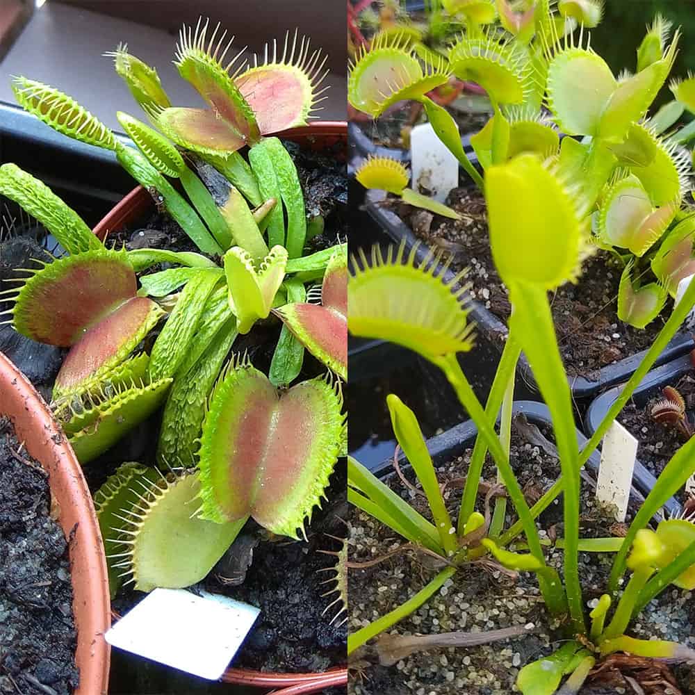 Dionaea muscipula Schuppenstiel I x Yellow Fused Tooth 15 semen