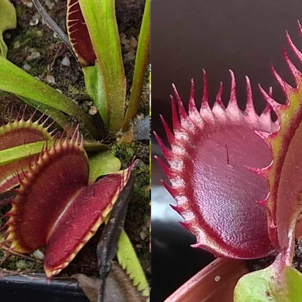 Dionaea muscipula Selected clone by G. Seiter x Dracula 15 semen