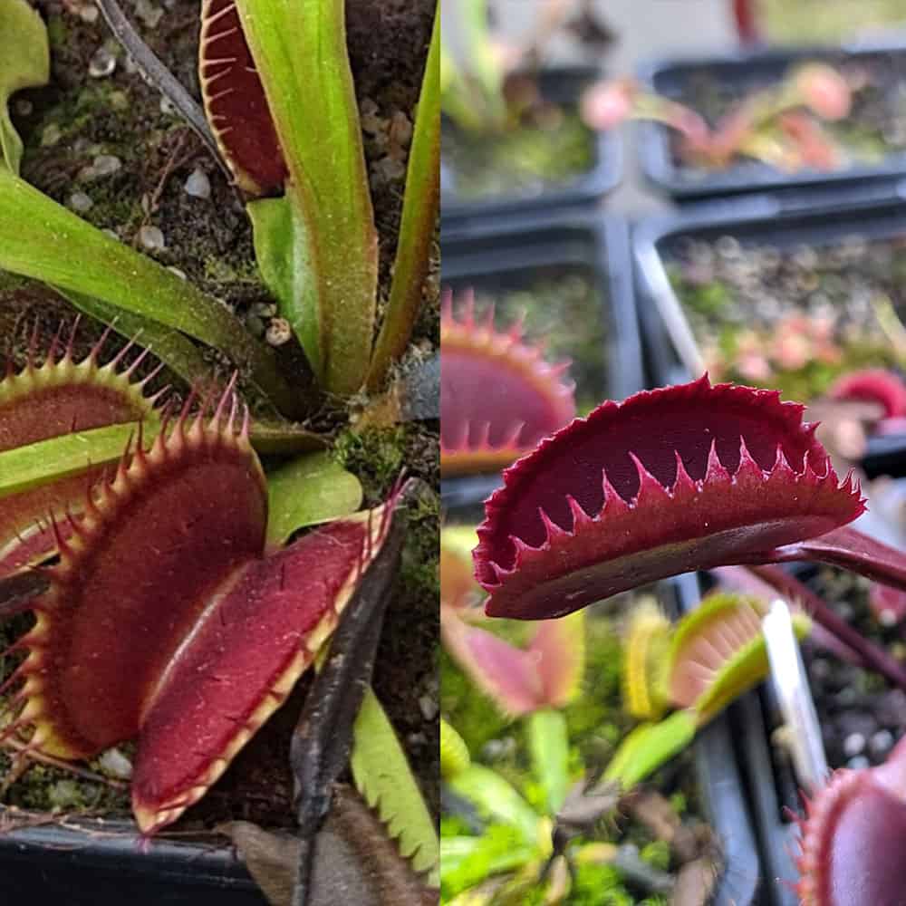 Dionaea muscipula Selected clone by G. Seiter x Red sawtooth 15 semen