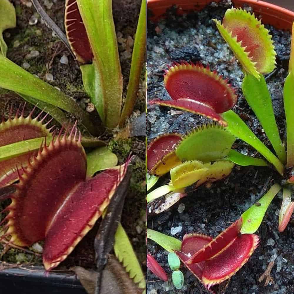 Dionaea muscipula Selected clone by G. Seiter x Vitiligo 15 semen