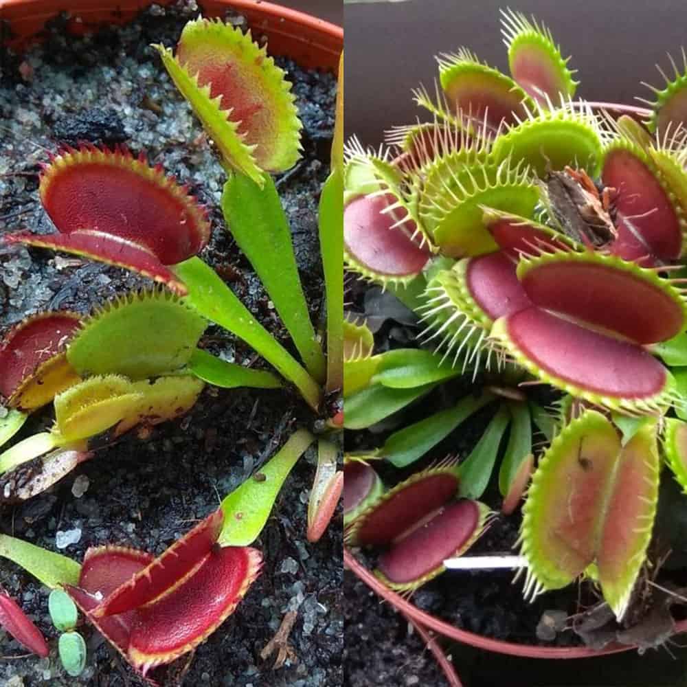 Dionaea muscipula Vitiligo x Červená robustní klon A 15 semen