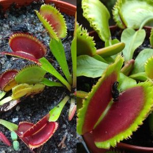 Dionaea muscipula Vitiligo x Giant Clam 15 semen