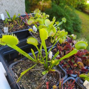 Dionaea muscipula Yellow Fused Tooth