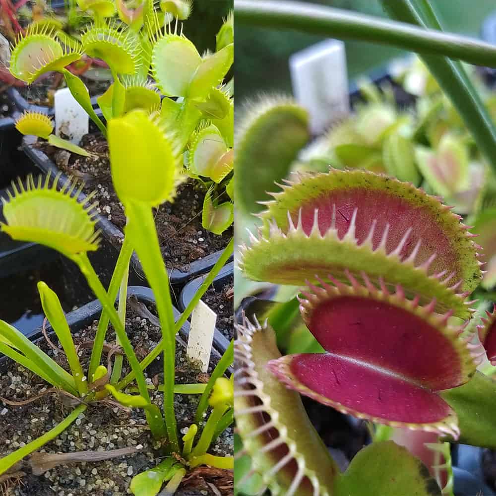 Dionaea muscipula Yellow Fused Tooth x Bloody Shark 15 semen