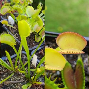 Dionaea muscipula Yellow Fused Tooth x Feather Tooth 15 semen