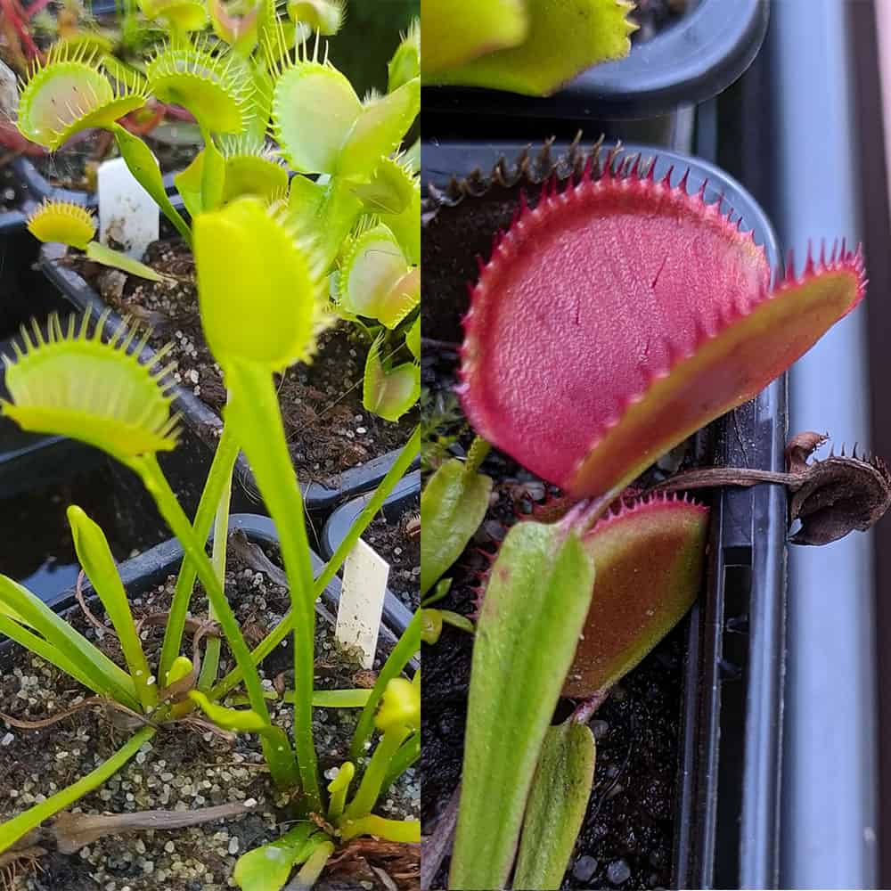 Dionaea muscipula Yellow Fused Tooth x Microdent x weinrot #2 15 semen