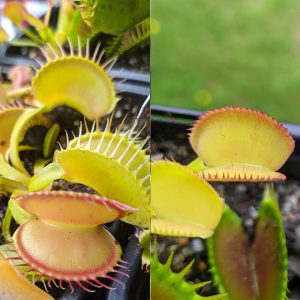 Dionaea muscipula Žlutá A x Feather Tooth 15 semen