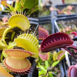 Dionaea muscipula Žlutá A x Red sawtooth 15 semen