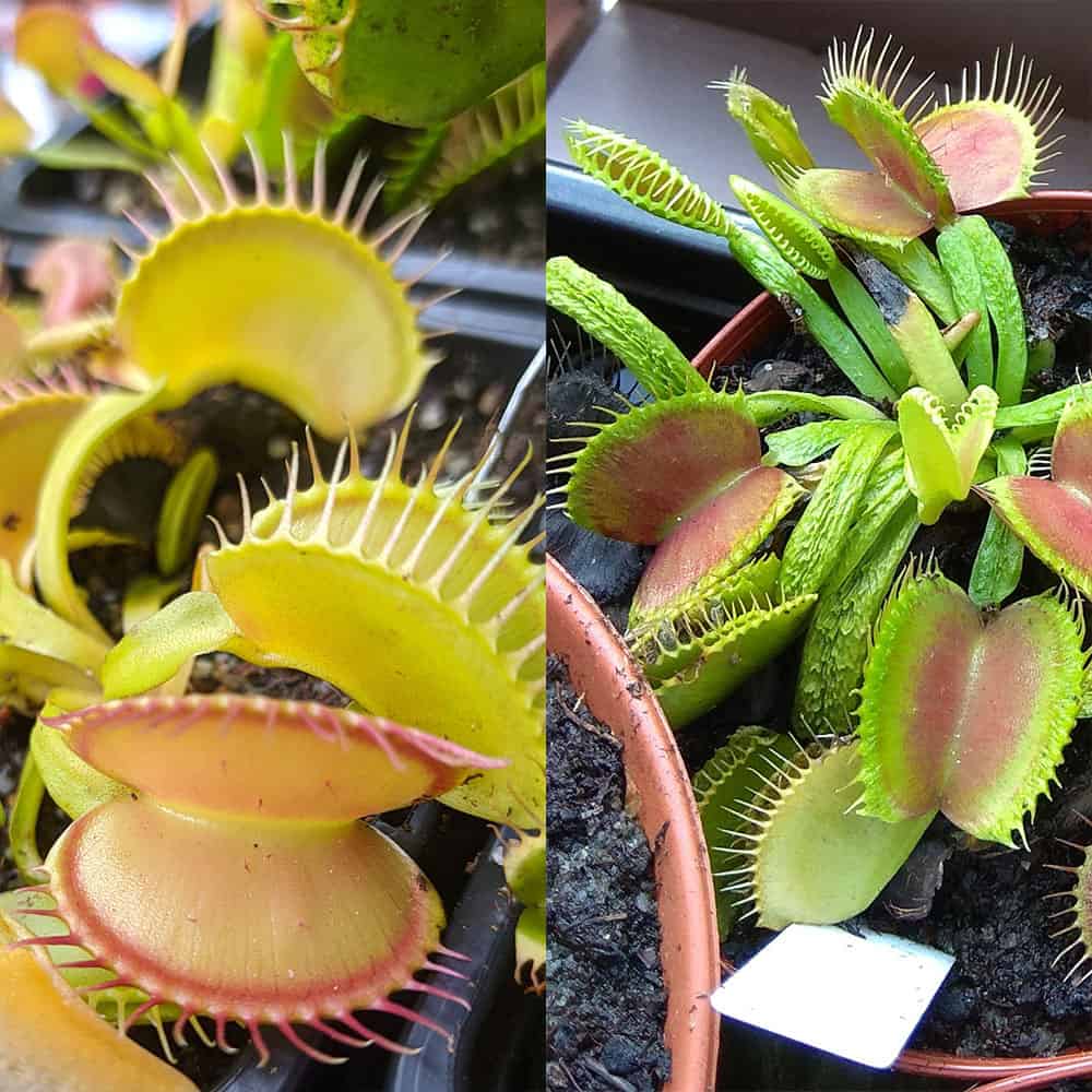 Dionaea muscipula Žlutá A x Schuppenstiel I 15 semen