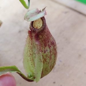 Nepenthes mira wing x hookeriana