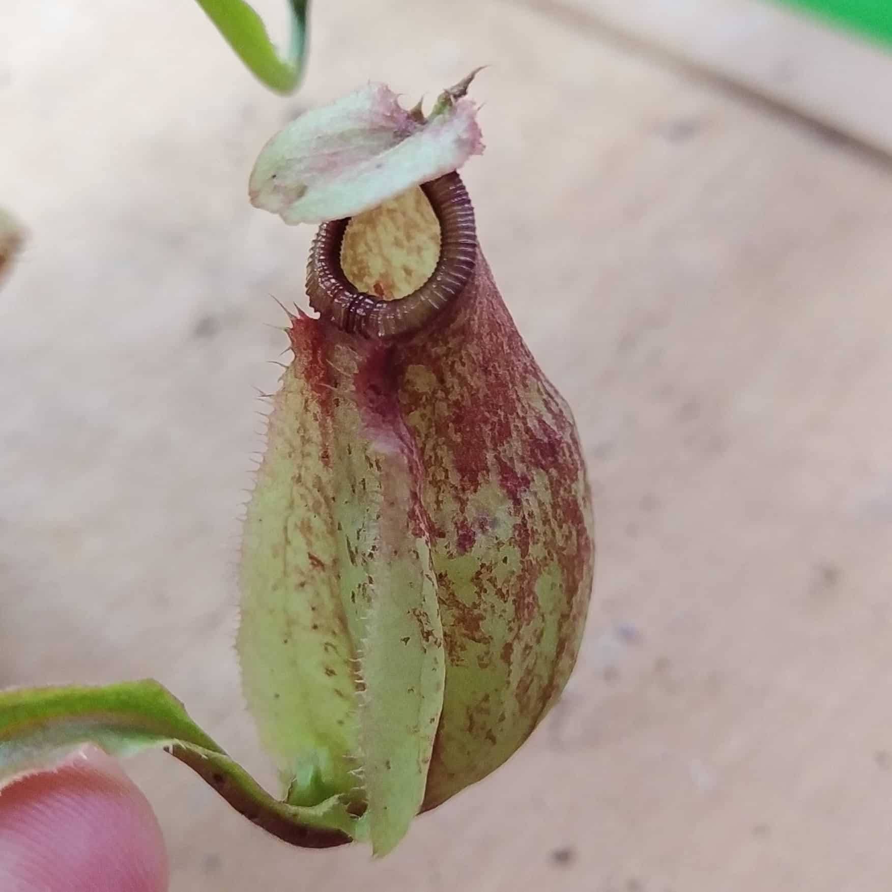 Nepenthes mira wing x hookeriana