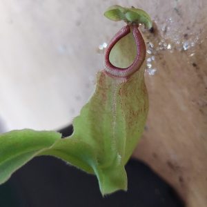 Nepenthes mira wing x hookeriana