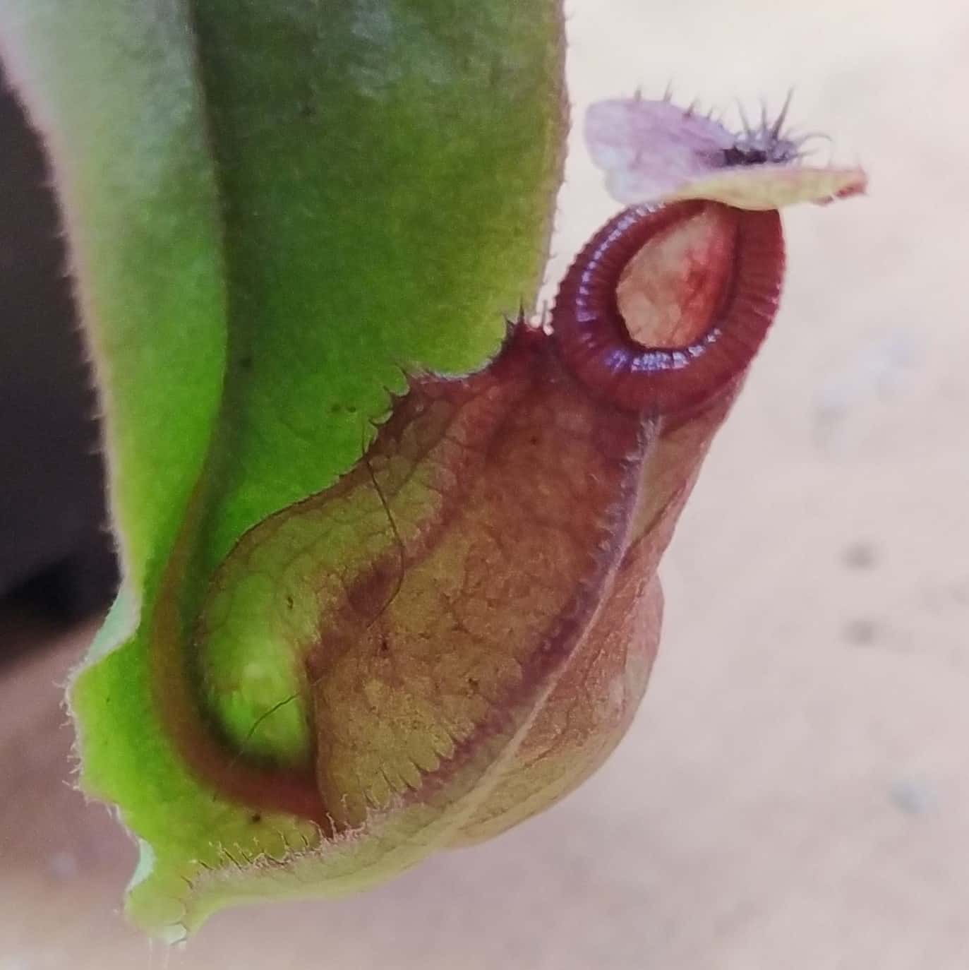 Nepenthes mira wing x (viking x rafflesiana)