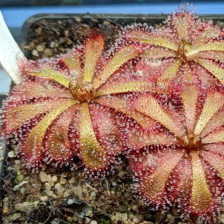 Drosera aliciae {Table Mountain, South Africa} 20 semen