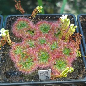 Drosera micrantha red