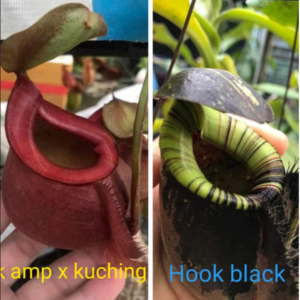 Nepenthes (ampullaria x kuching) x hookeriana black 20 semen