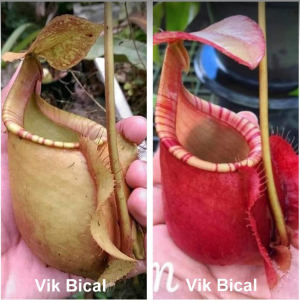 Nepenthes viking bicalcarata x viking bicalcarata 20 semen