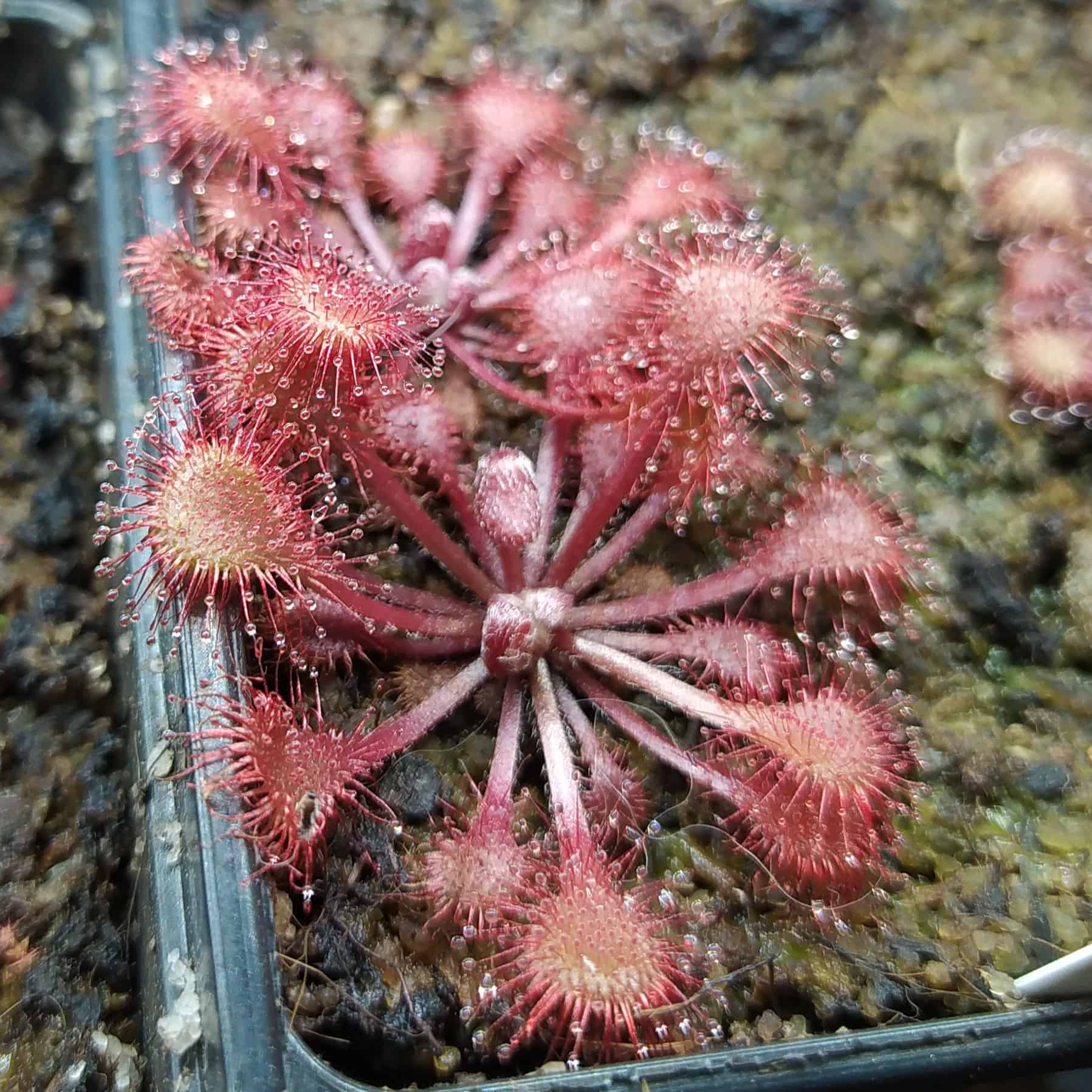 Drosera collinsiae {Usutu River, Swaziland}