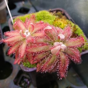 Drosera graomogolensis