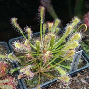 Drosera nidiformis