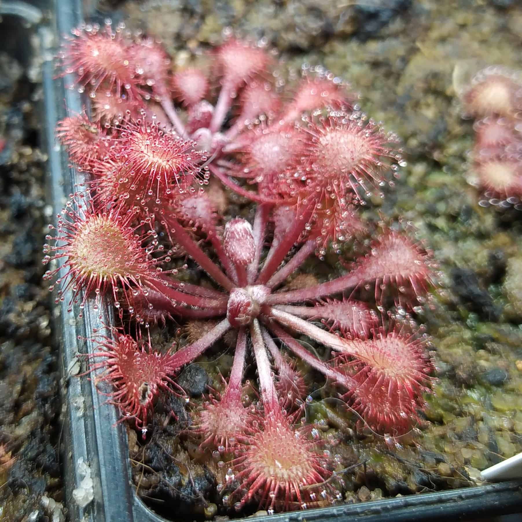 Drosera collinsiae {Usutu River, Swaziland} 20 semen