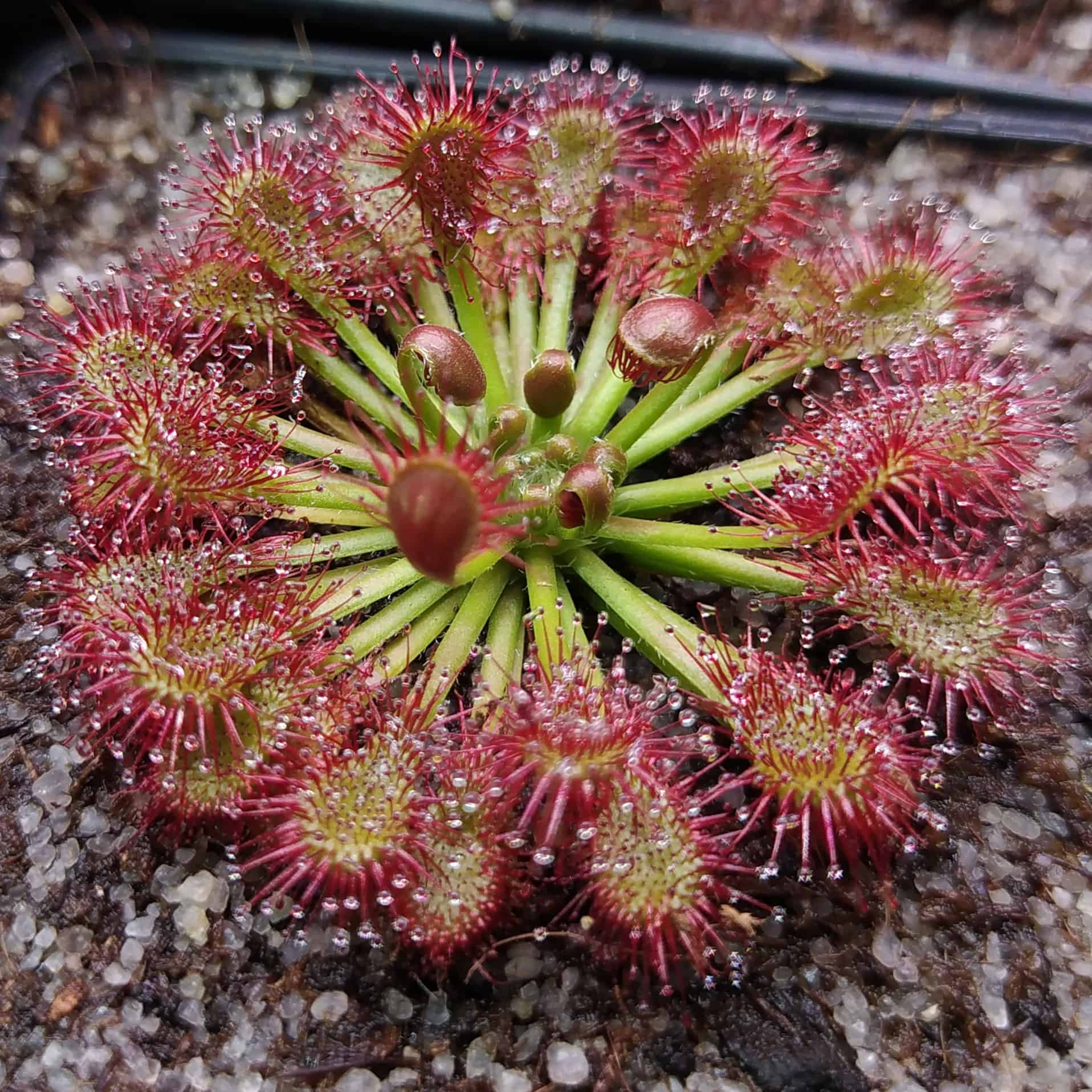 Drosera spatulata {Mt. Arthur, New Zealand}