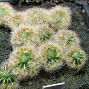 Drosera helodes 10 gemmů