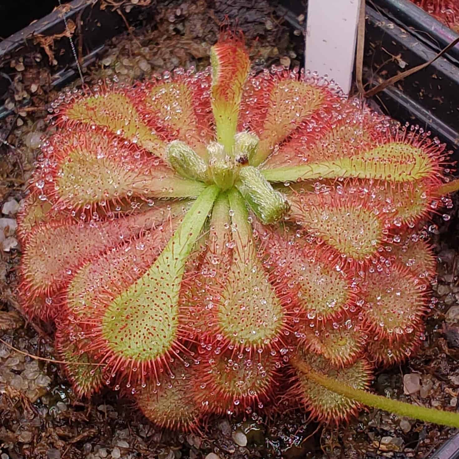 Drosera natalensis {Krantzkloof Nature Reserve, Durban} 20 semen