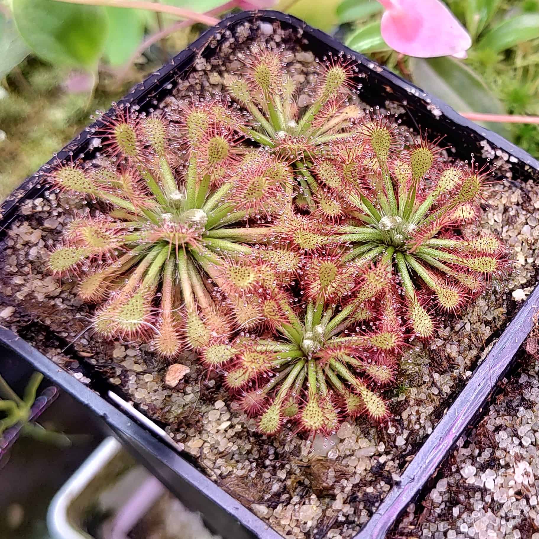 Drosera roraimae {Akopan Tepui, Venezuela}