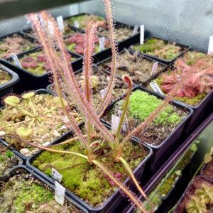 Drosera spiralis {Bocaiúva, Minas Gerais, Brasil}