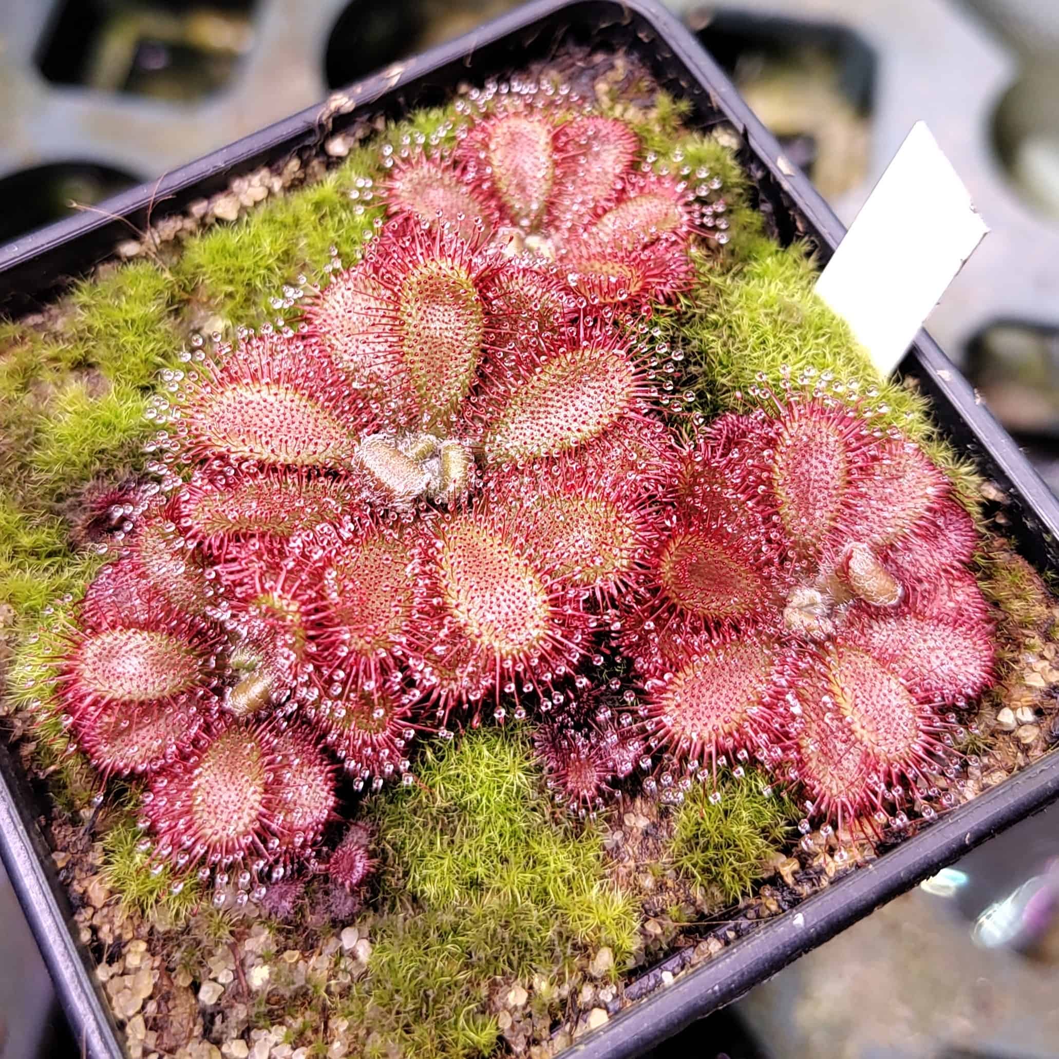 Drosera tomentosa var. glabrata {Serra do Cipó}