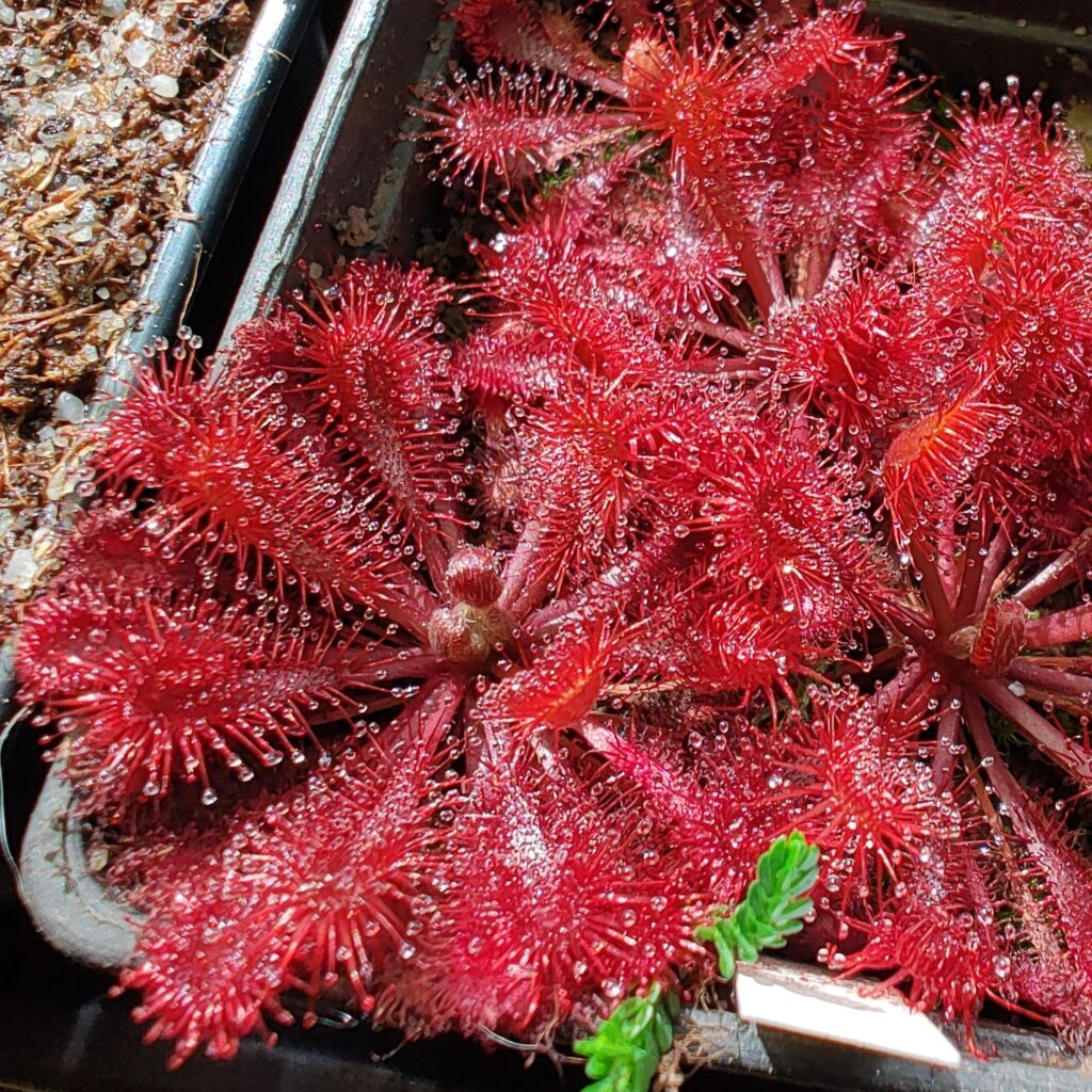 Drosera spatulata (Big red form, white flower) - Green Hunters