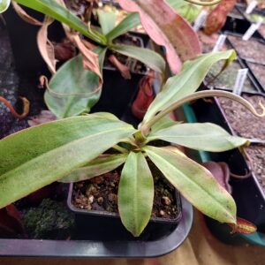 Nepenthes lowland hybrid