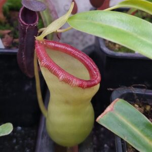 Nepenthes ventricosa alba