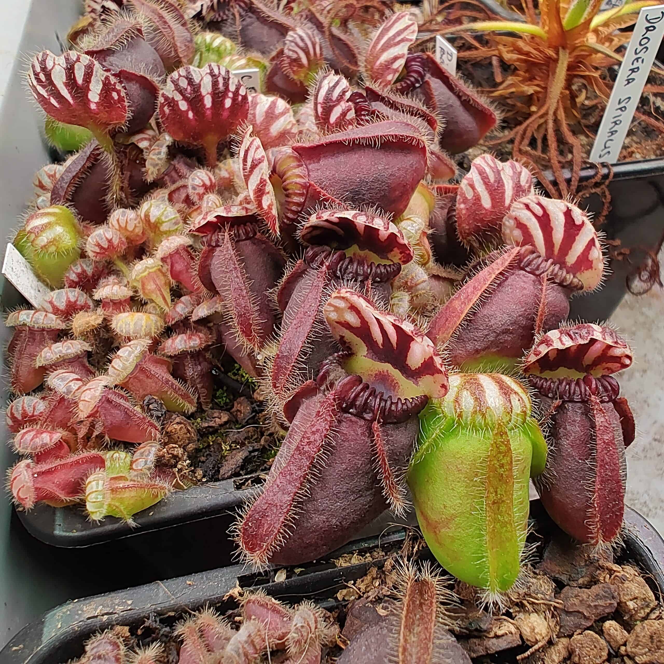 Cephalotus follicularis Diflora Giant